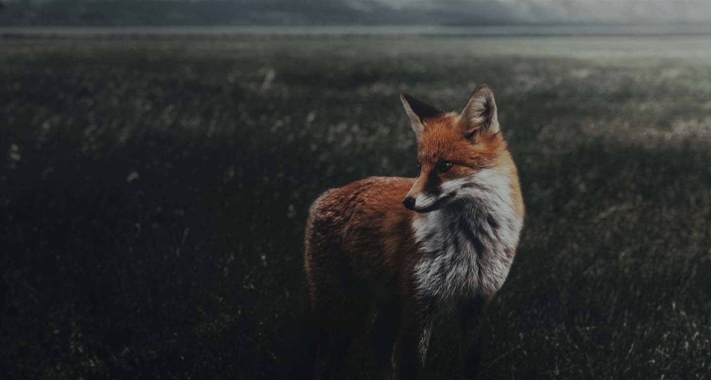 92 Fusion FOX: careful design study aimed at creating the perfect